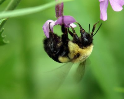 0bee.jpg