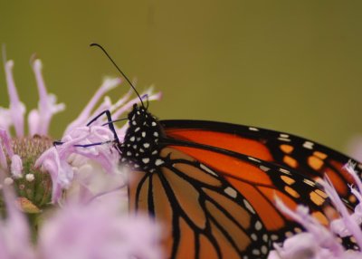 0butterfly02.jpg