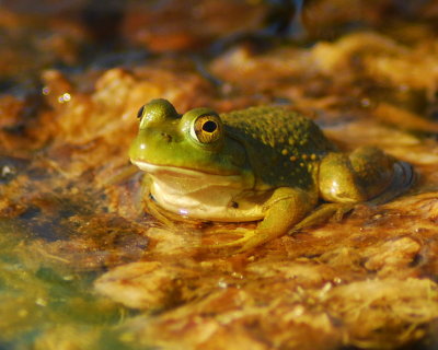 0frog01.jpg