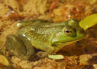 0frog02.jpg