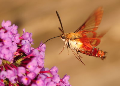 0bmoth01.jpg