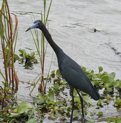 blueheron.jpg