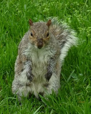 wet squirrel.jpg
