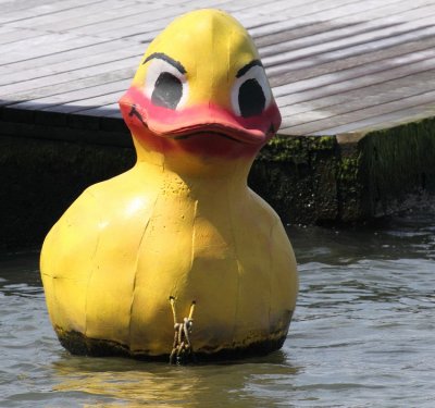 Marions duck.jpg