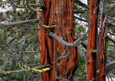 Secrets of Older Trees