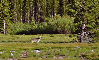 Coyote at Tuolumne Meadows