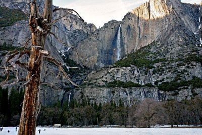 Dear Old Tree in Yosemite Valley