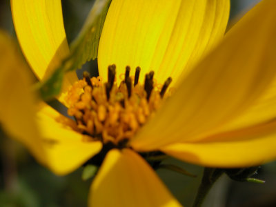 flower1.jpg