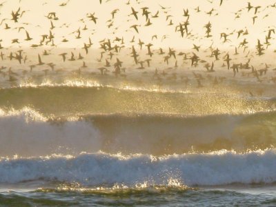 Seabirds, Fort Stevens State Park