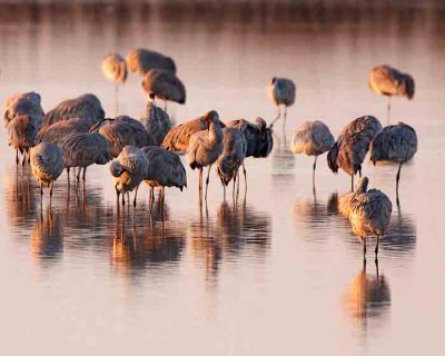 Early Morning Sandhills