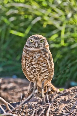 Protecting the Burrow