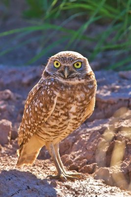 Mad Dogging Owl