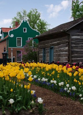 Pella, IA Tulips