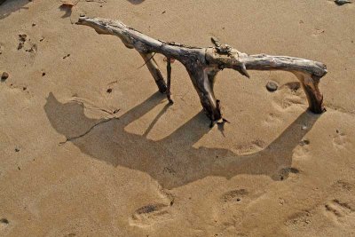 Ultra Rare Cape Cod Panther