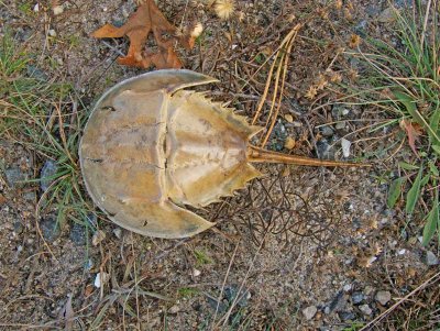 Young Horseshoe crab
