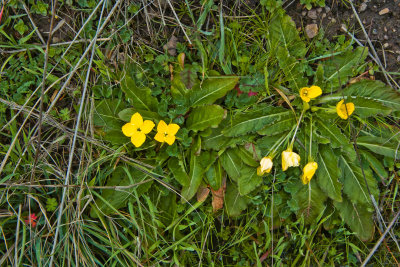 SDIM8682.jpg