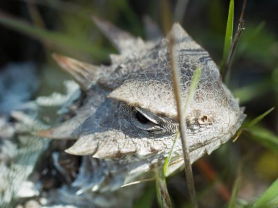 Pinnacles - Wildlife