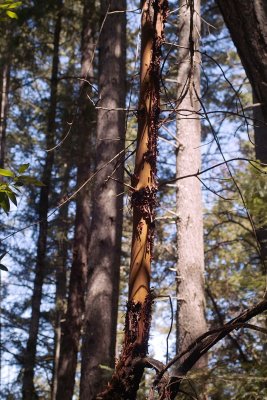 SDIM2646.jpg
