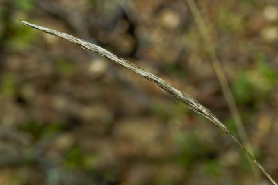 SDIM2737.JPG