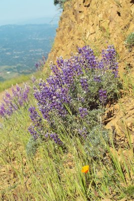 Mt. Diablo State Park