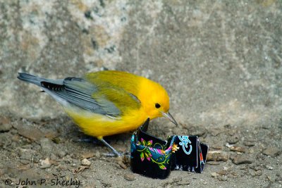 NYPL Prothonotary Warbler