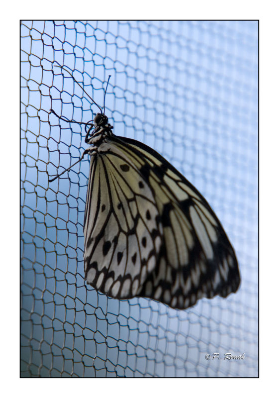 Butterfly - 3753