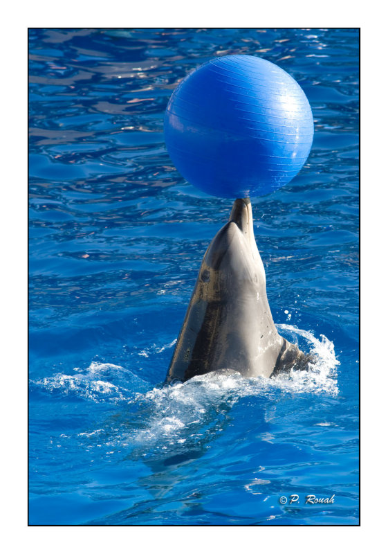 Dauphin et ballon bleu - Marineland dAntibes - 4383