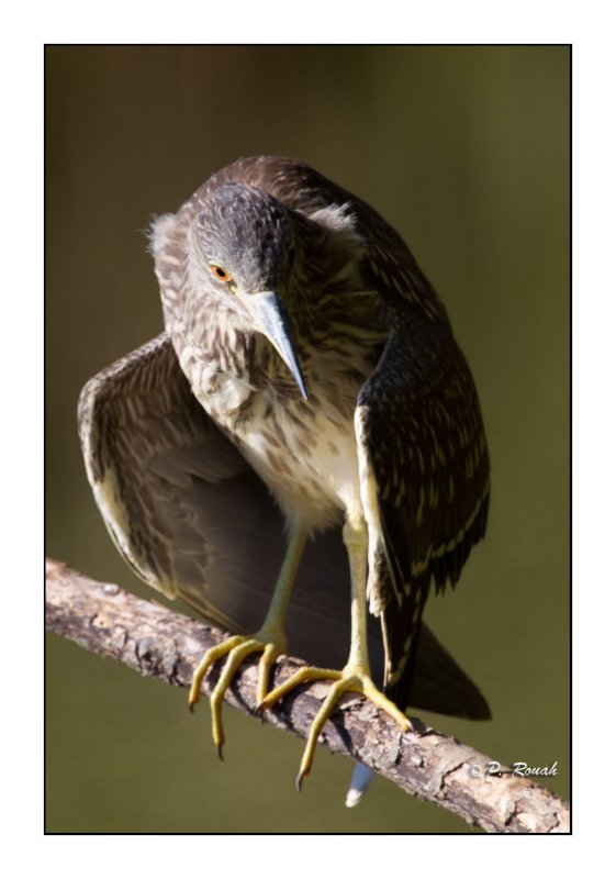 Heron - 1431