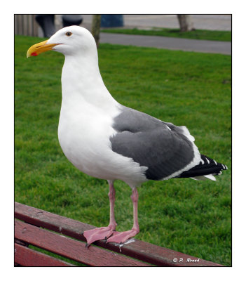 Herring Gull - 1927