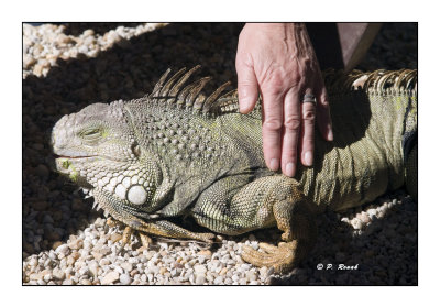 Pet Iguana - 3432