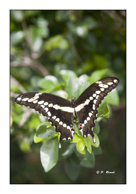 Key West Butterfly - 3644