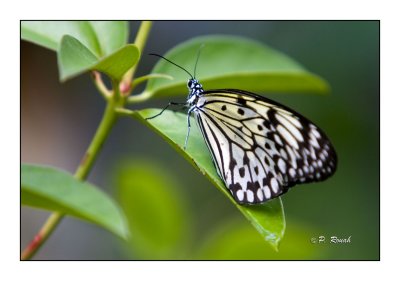 Butterfly - 3748