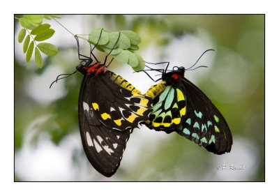 Sexy Butterflies - 3769