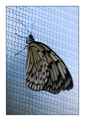 Butterfly - 3753