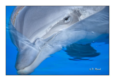 Dolphin - Marineland d'Antibes - 4574