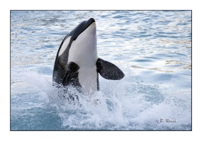 Orca - Marineland d'Antibes - 4961