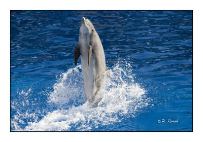 Dolphin - Marineland d'Antibes - 4318