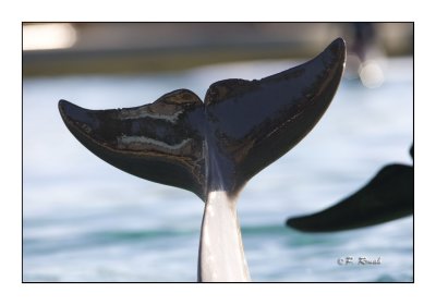 Dolphin - Marineland d'Antibes - 4515