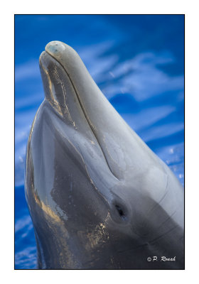 Dolphin - Marineland dAntibes - 4598