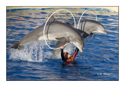 Dolphins - Marineland d'Antibes - 4709