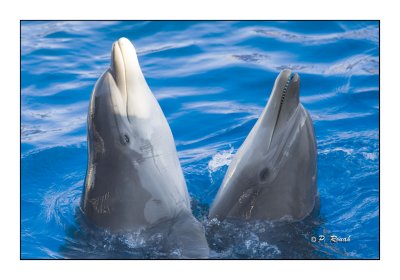 Dolphins - Marineland dAntibes - 4746