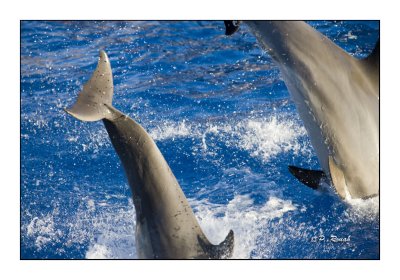 Dolphins - Marineland d'Antibes - 4781