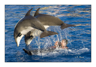 Dolphins - Marineland d'Antibes - 4798