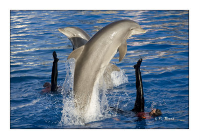 Dolphins - Marineland d'Antibes - 4803