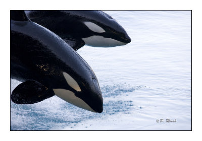Orcas - Marineland d'Antibes - 4878