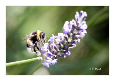 Honeybee Lavande - 0406