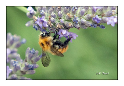 Honeybee Abeille - 0564