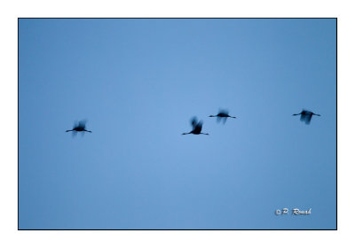 Birds in flight - 2612