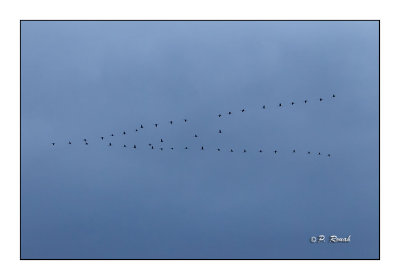 Escadrille de grues - 2595