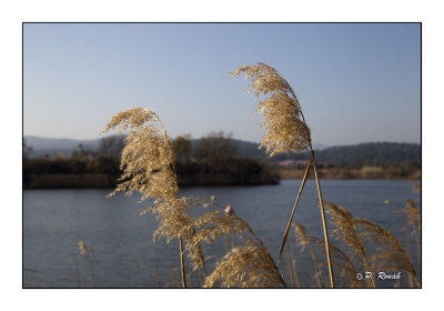 Etangs de Villepey - 4031